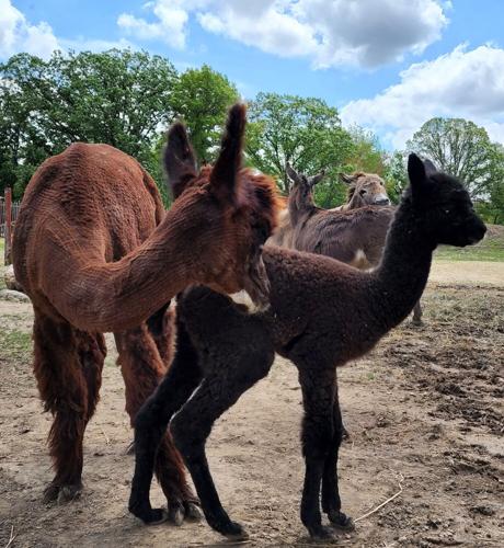 Alpacas at Safari Lake Geneva