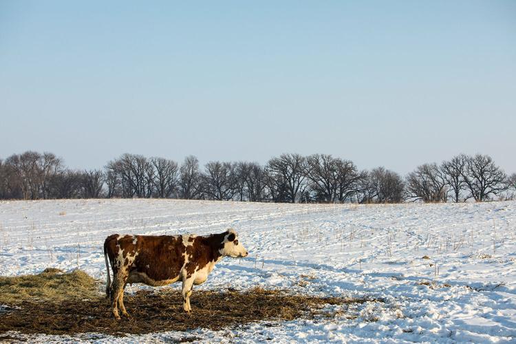 Cow4