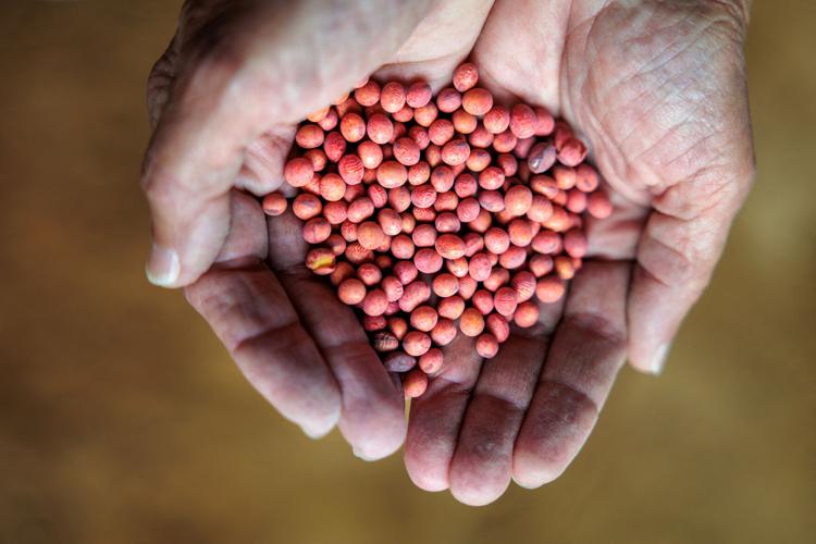 USDA ousts four women from soy board, rolls back decade of gains for female farmers