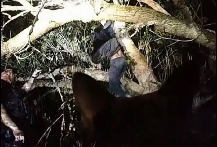 Suspect arrested after climbing up tree.jpg