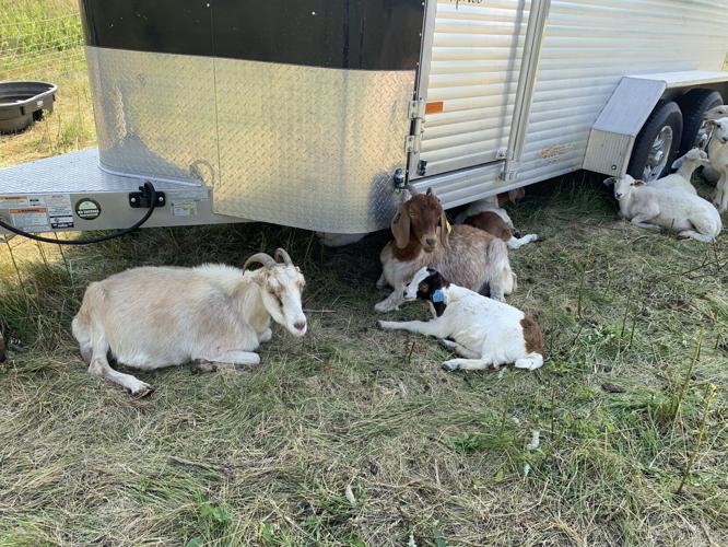 A group of goats relax in the shade on a hot day