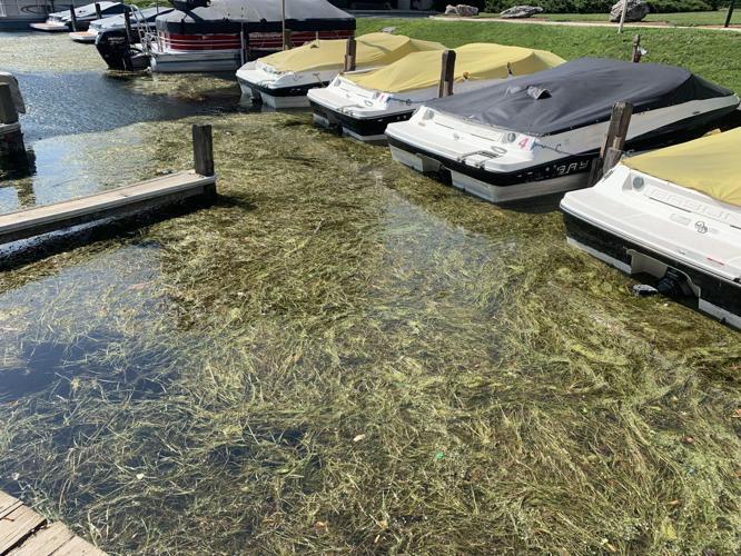Lake Geneva's boat pier lagoon has experienced a large amount of weeds this summer