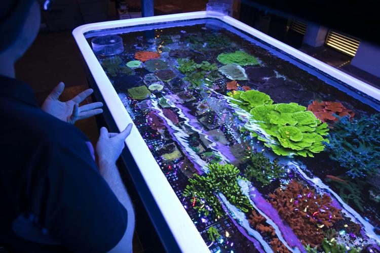 Big Kahuna Tropical Fish