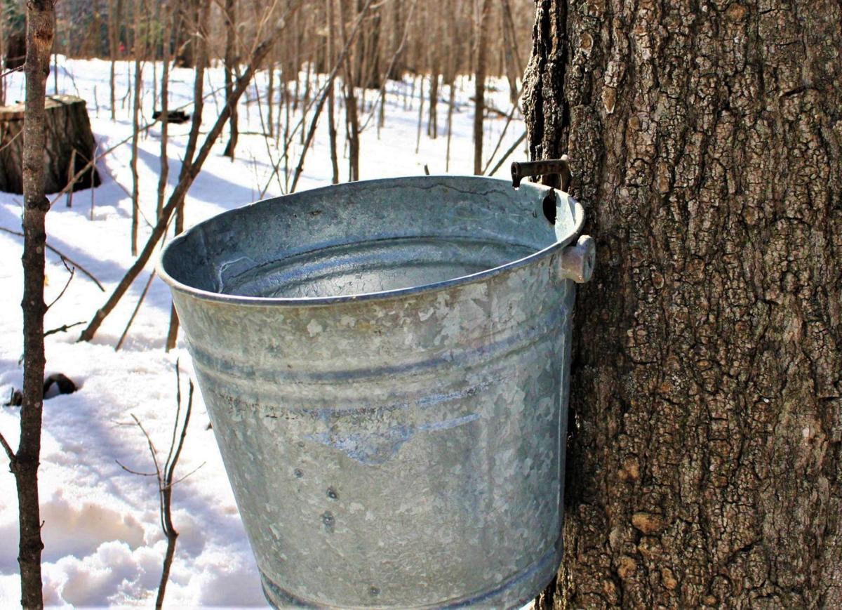 Pail hung on tree spells maple syrup season