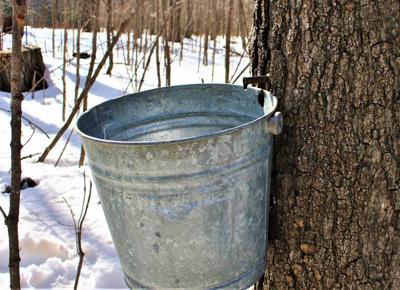 Pail hung on tree spells maple syrup season