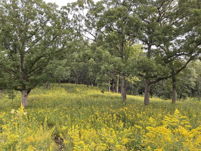 Wildflowers return after a prescribed burn