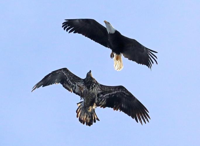 Eagle Release