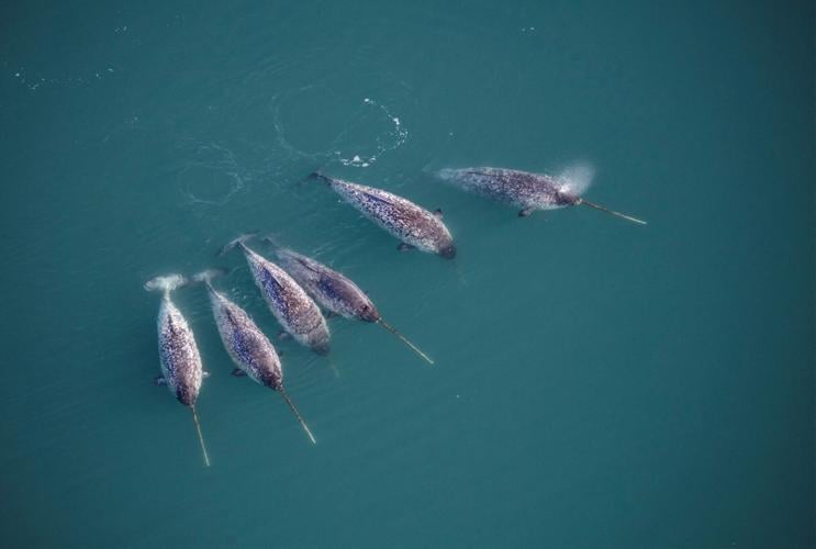 SCIENCE-NARWHALS/