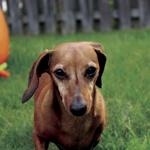 Resort Cover October 6, 2021: Dachshund Racing at Lake Geneva Oktoberfest