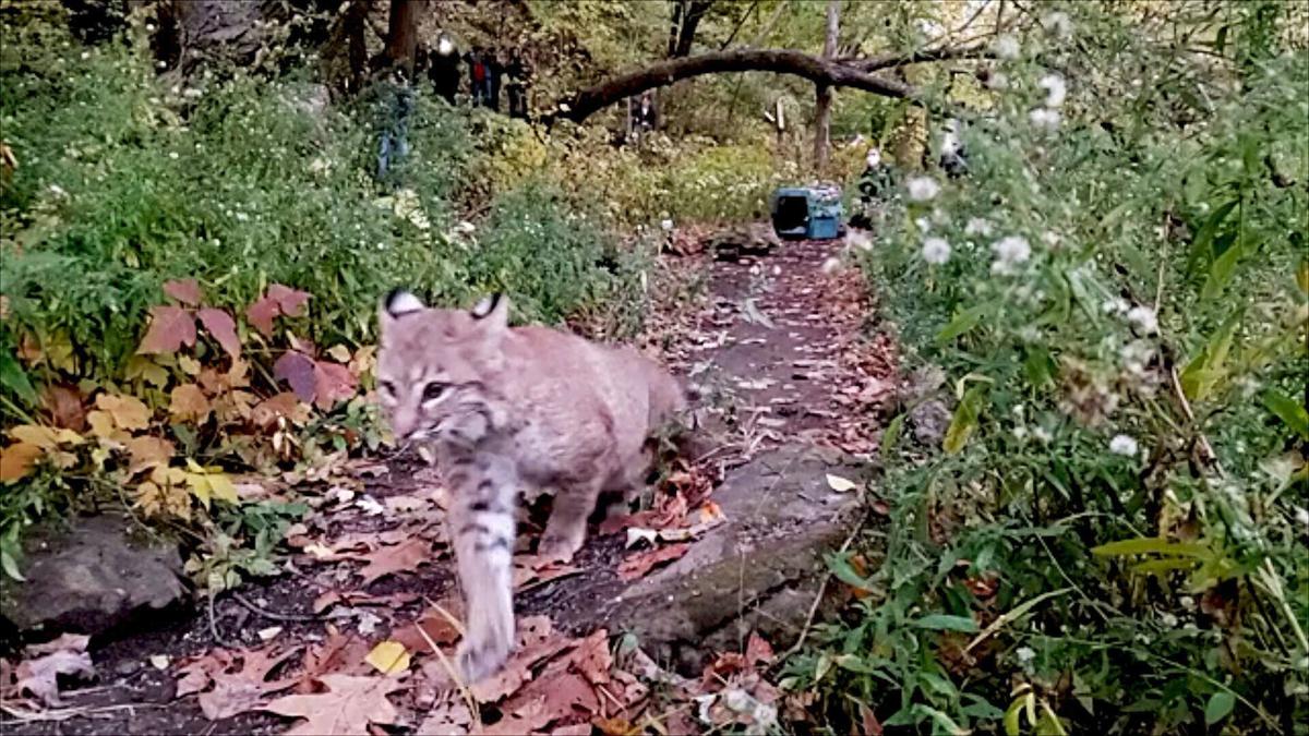 Bobcat release