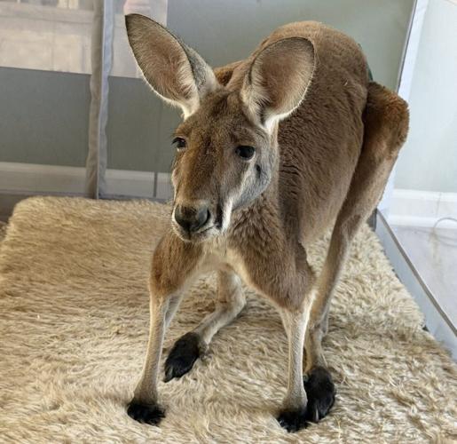 Kangaroo indoors - WEB