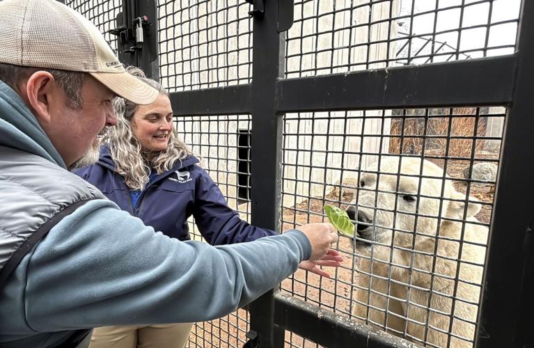 Feeding polar bear 2