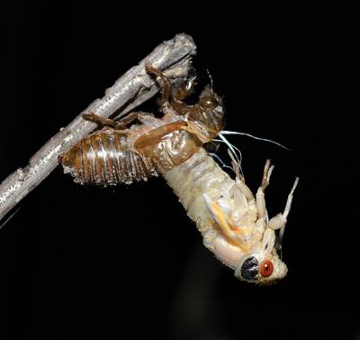 msj-cicada-profile.jpg