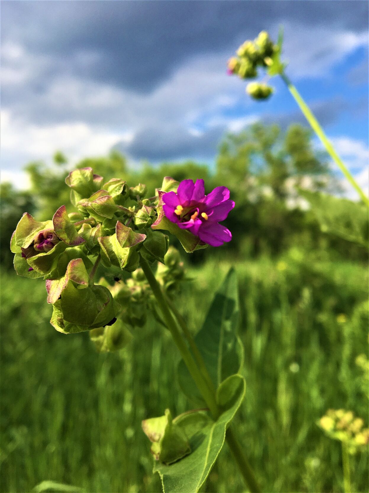 Wild Four O'Clock along the Pelishek-Tiffany Nature Trail