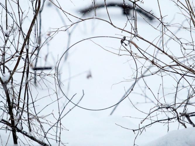 Fox relocation study