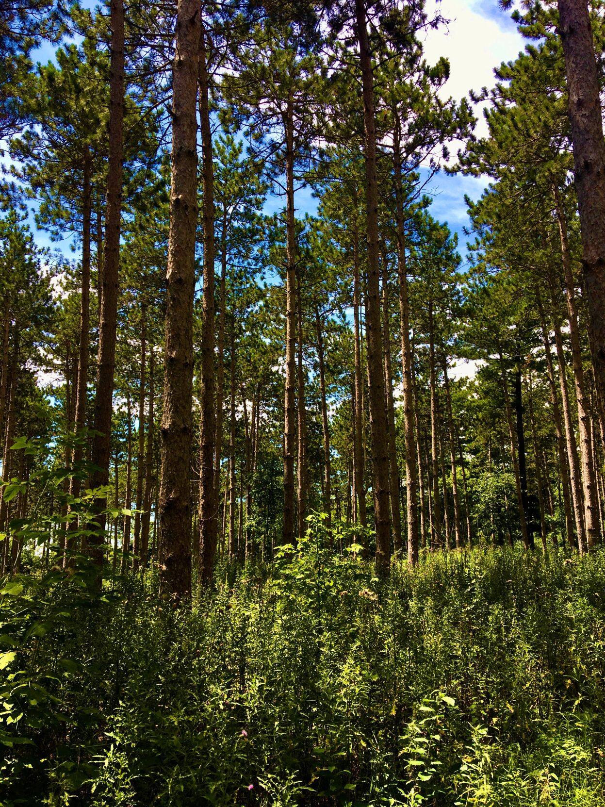 Ice Age Trail Pine Forest.jpg