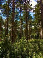 Ice Age Trail Pine Forest.jpg