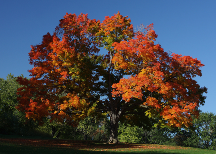 Sugar Maple