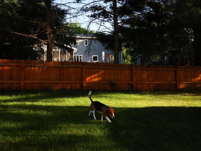 Family adopts Ridglan beagle