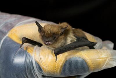 DNR encourages Wisconsinites to observe International Bat Week