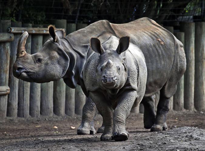 1006126038 baby rhino kirkham