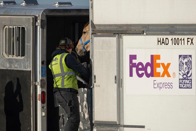 Horse flies FedEx from Alabama to Billings to get prosthetic leg in Cody