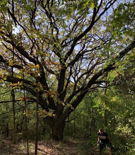 Oldest oak tree in Walworth