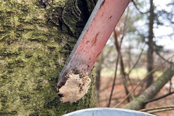 Now is the time to check for spongy moth intestation.