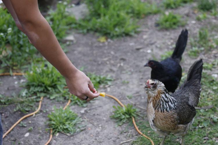 Chickens