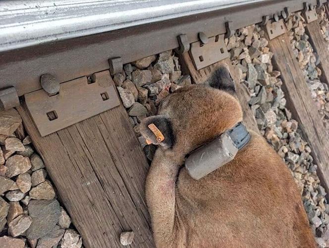 A dead cougar was photographed on a railroad track Feb. 9, 2026 in the Town of Friendship, Wis. The 2-year-old male cougar had been collared and ear tagged in Nebraska.
