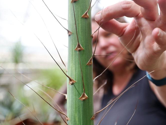 Plant at UW-Madison has death bloom