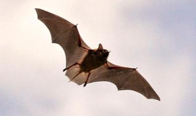 flying bat in Wisconsin