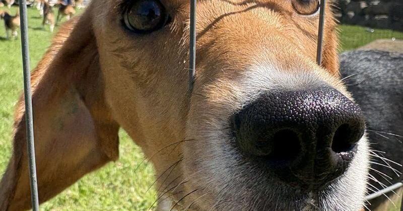 Do Donald Trump, RFK Jr. deserve credit for release of Ridglan Farms beagles?