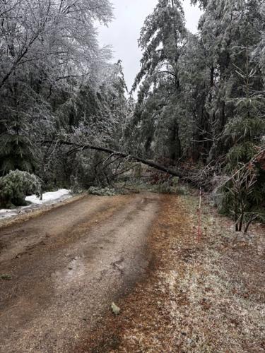 Ice brings tree down over road in Plainfield 4-3-26