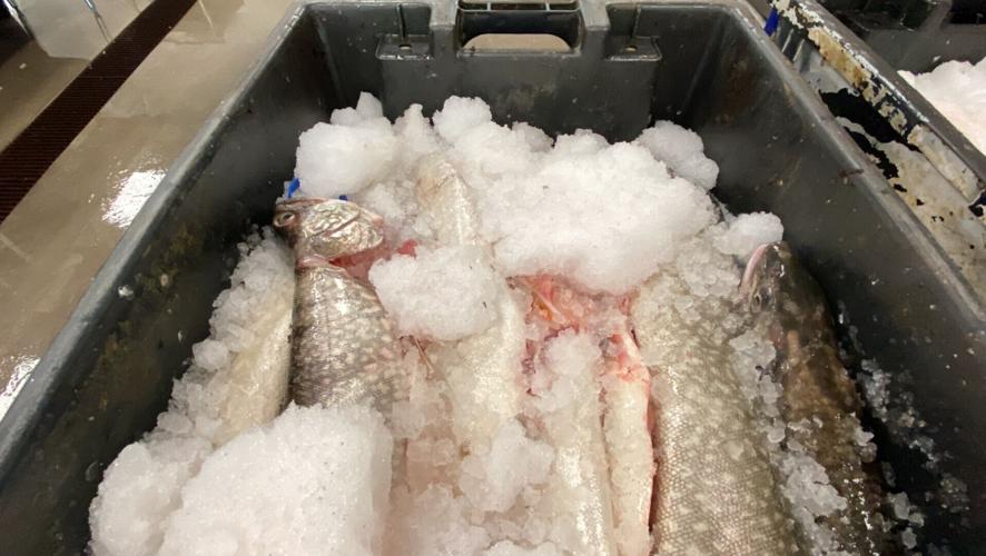 Red Cliff Fish Company