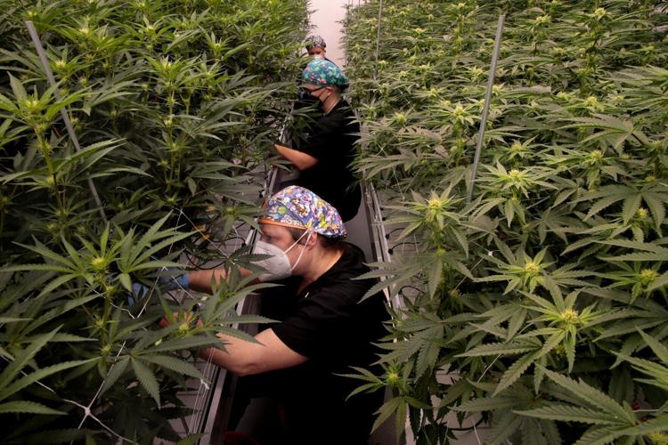 Missouri medical marijuana industry grows