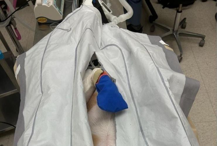 A photograph obtained by the animal advocacy group Rise for Animals through a public records request showing a University of Wisconsin-Madison research project in 2023 that used beagles from Ridglan Farms.