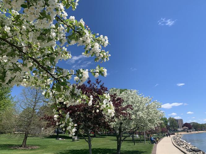 Library Park