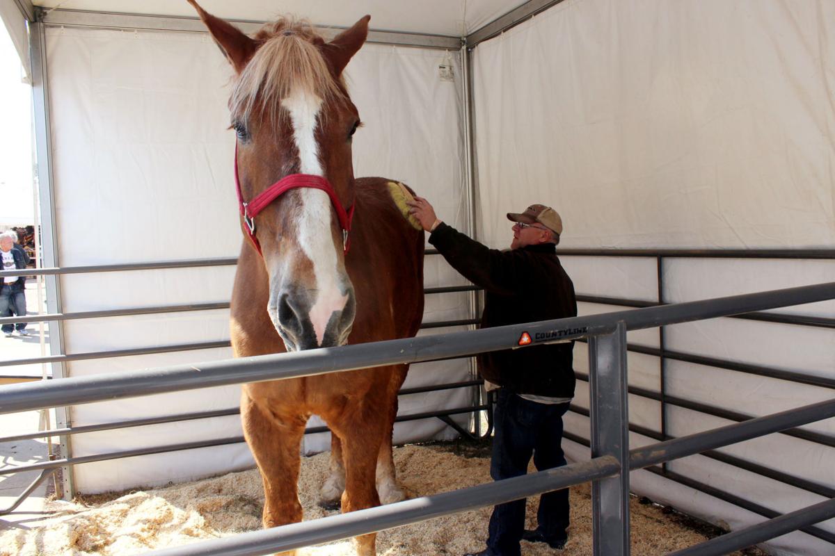 tall horse dies
