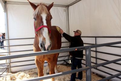 tall horse dies