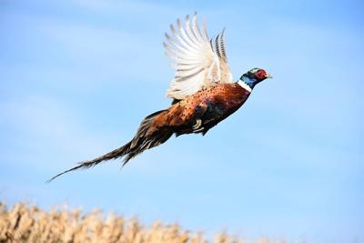 Wisconsin's 2024 pheasant hunting season runs through Jan. 5, 2025