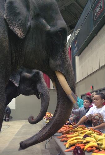 FEEDING ELEPHANTS
