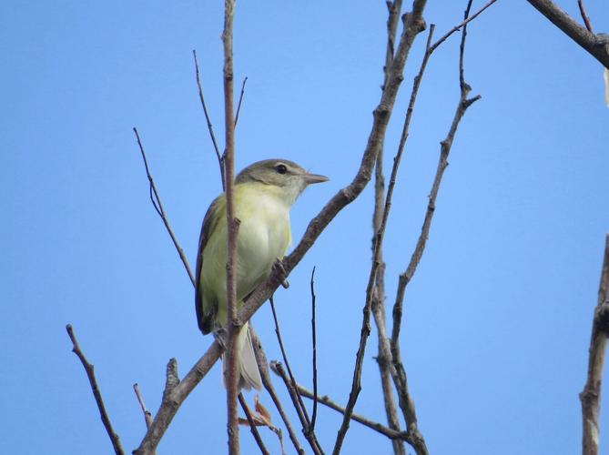 Bell's Vireo RMBS 6-12-23 (2).jpeg