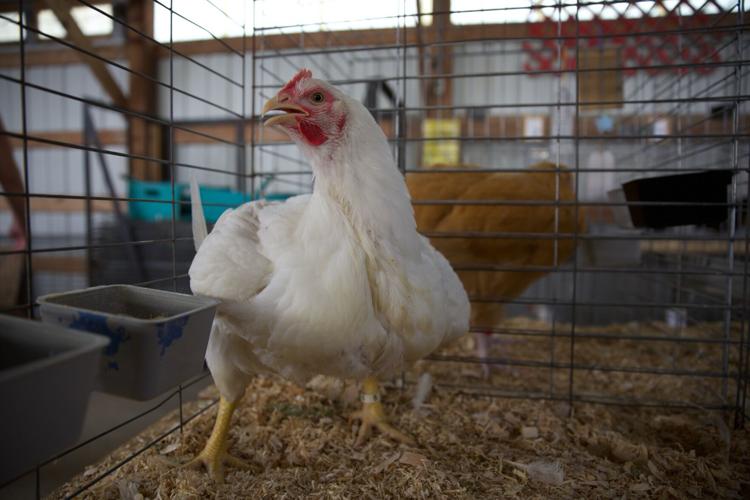 Chicken