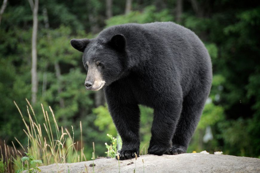 Black bear