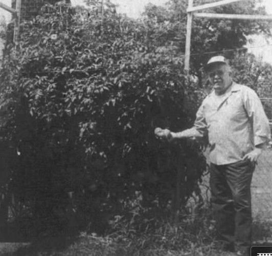 Art Targo & his large tomato plants