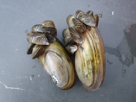 Zebra mussels
