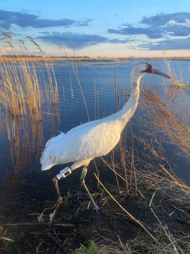 Whooping Crane