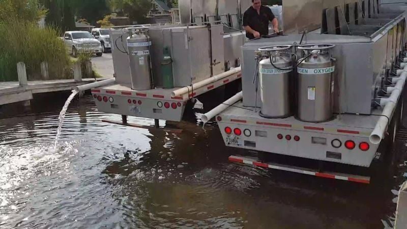 Extended growth walleye fingerlings