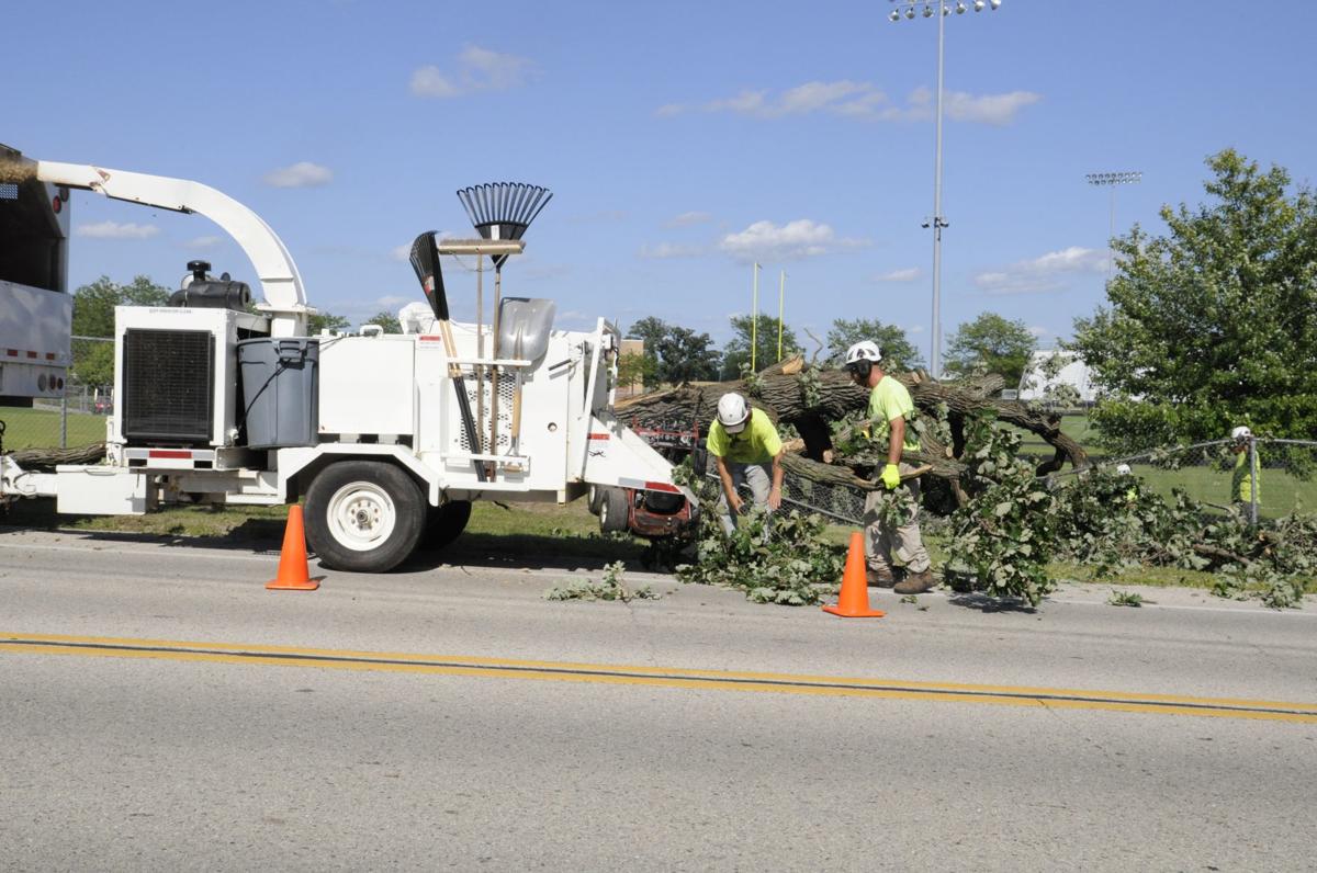 Tree Damage